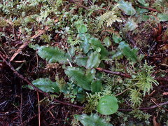 Conocephalum conicum