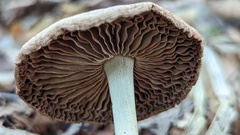 Collybiopsis peronata