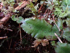 Conocephalum conicum