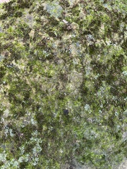 Myelochroa aurulenta