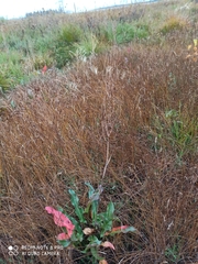 Rumex