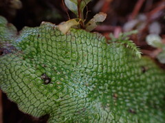 Conocephalum conicum