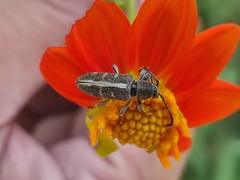 Ochraethes brevicornis