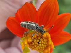 Ochraethes brevicornis