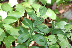Ruscus hypoglossum