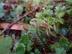 Plagiochila