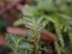 Plagiochila