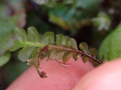 Plagiochila
