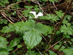 Trillium ovatum ovatum