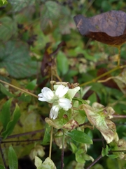 Silene baccifera