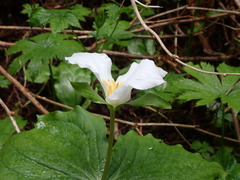 Trillium ovatum ovatum