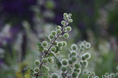 Urtica pilulifera