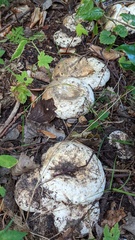 Lactarius controversus