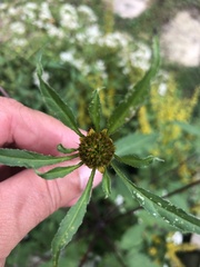 Bidens vulgata
