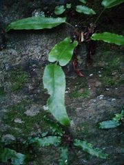 Asplenium scolopendrium