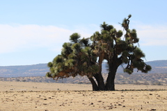 Yucca decipiens