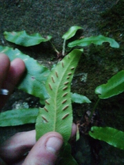 Asplenium scolopendrium