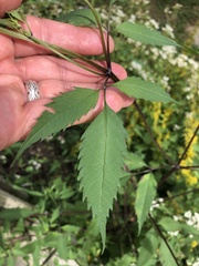 Bidens vulgata