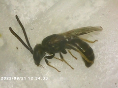 Lasioglossum fuscipenne