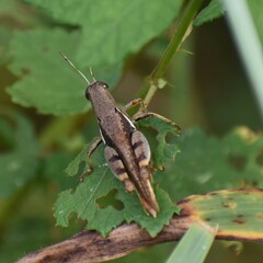 Xenocatantops humilis
