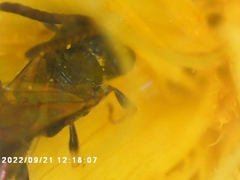 Lasioglossum fuscipenne