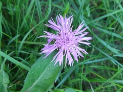 Centaurea jacea