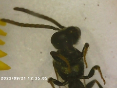 Lasioglossum fuscipenne