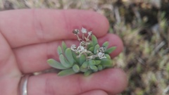 Delosperma testaceum