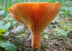 Lactarius thyinos