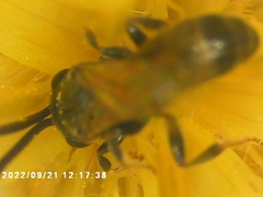 Lasioglossum fuscipenne