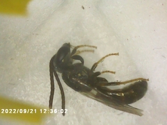 Lasioglossum fuscipenne