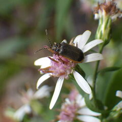 Galerucella nymphaeae