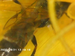 Lasioglossum fuscipenne