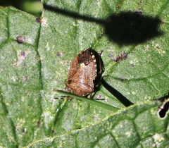 Peribalus strictus vernalis