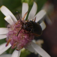 Galerucella nymphaeae