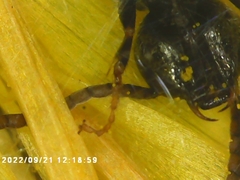 Lasioglossum fuscipenne