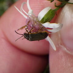 Galerucella nymphaeae