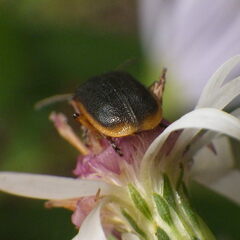 Galerucella nymphaeae