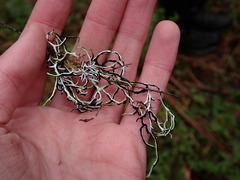 Hypogymnia duplicata