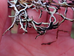 Hypogymnia duplicata