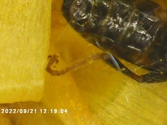 Lasioglossum fuscipenne