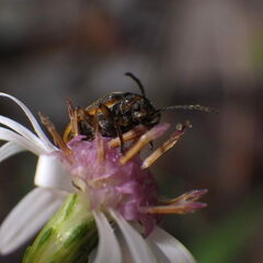 Galerucella nymphaeae