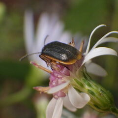 Galerucella nymphaeae