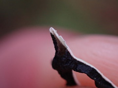 Hypogymnia duplicata