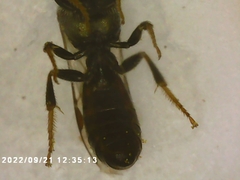 Lasioglossum fuscipenne