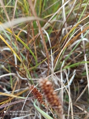 Carex rostrata