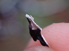 Hypogymnia duplicata