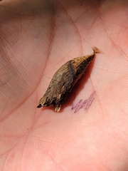 Papilionoidea