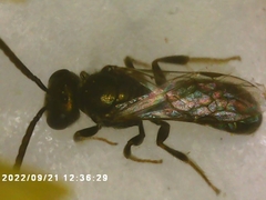 Lasioglossum fuscipenne