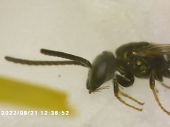 Lasioglossum fuscipenne
